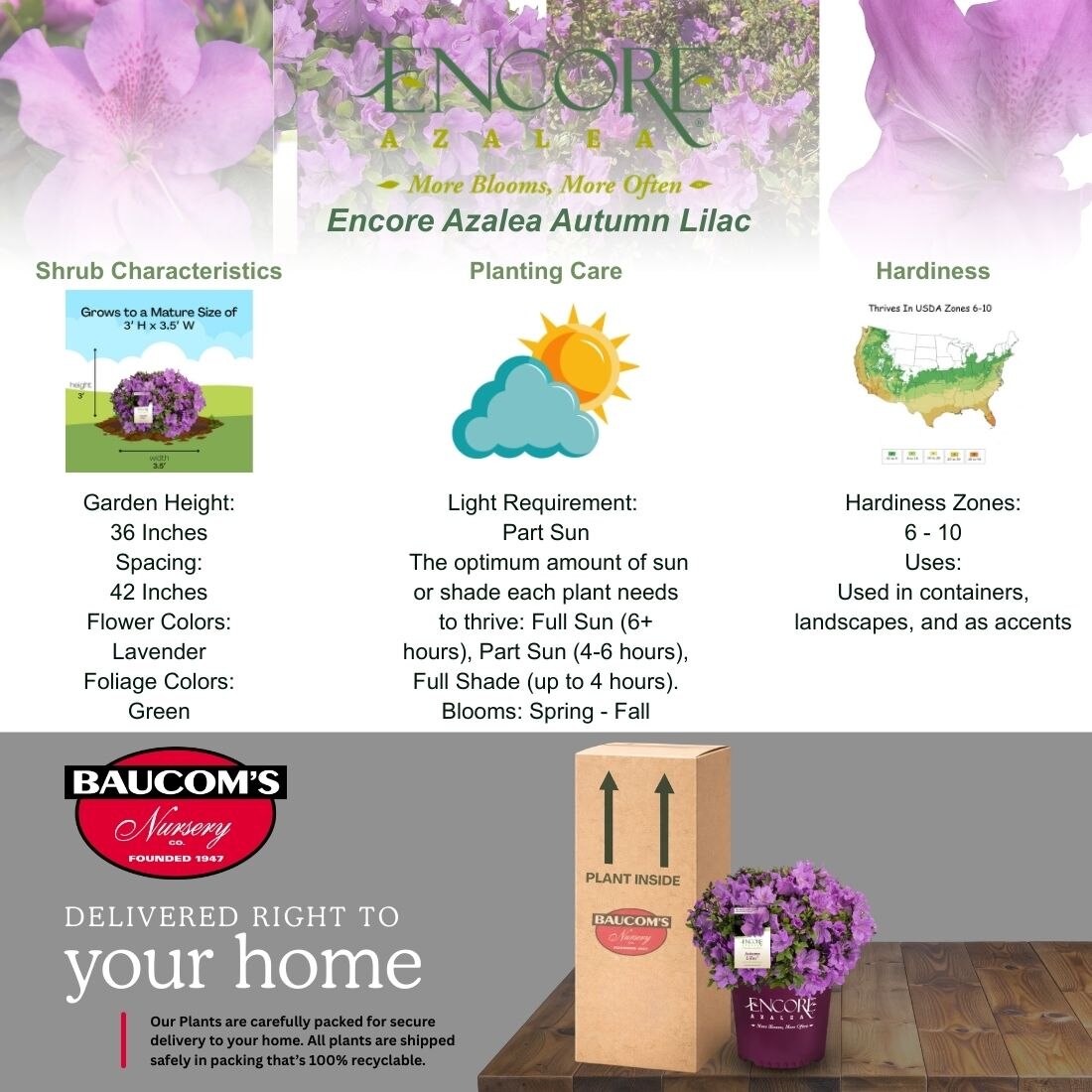 ENCORE AZALEA 2 Gal. Autumn Lilac Azalea Shrub with Brilliant
